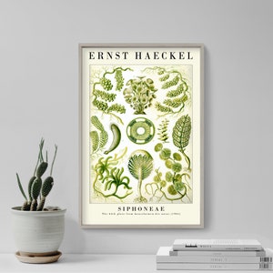 Ernst Haeckel Gallery Poster - Siphoneae - Plate 64 - Art Forms in Nature (1904) - Painting Photo Print Gift Wall Home Décor Botanical