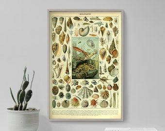 Adolphe Philippe Millot Art Print - Types of Molluscs Illustration - Shells Poster - Sea Creatures Home Décor - Animal Wall Art - Snails