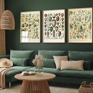 Set of Three Adolphe Millot Prints - Fruits, Eggs, Flowers 3 Paintings - Photo Poster Wall Art Gift Giclée Museum Quality Décor Artwork
