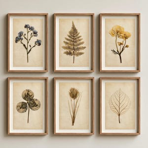 May include: A set of six rectangular wall frames with light wood borders, each containing a pressed botanical specimen on aged parchment-colored paper, including blue flowers, a fern leaf, yellow flowers, a clover, grass, and a leaf skeleton.