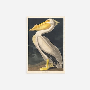 John James Audubon - American White Pelican (1836) V2 - Art Print Poster Painting - Museum Quality Giclee Home Wall Décor