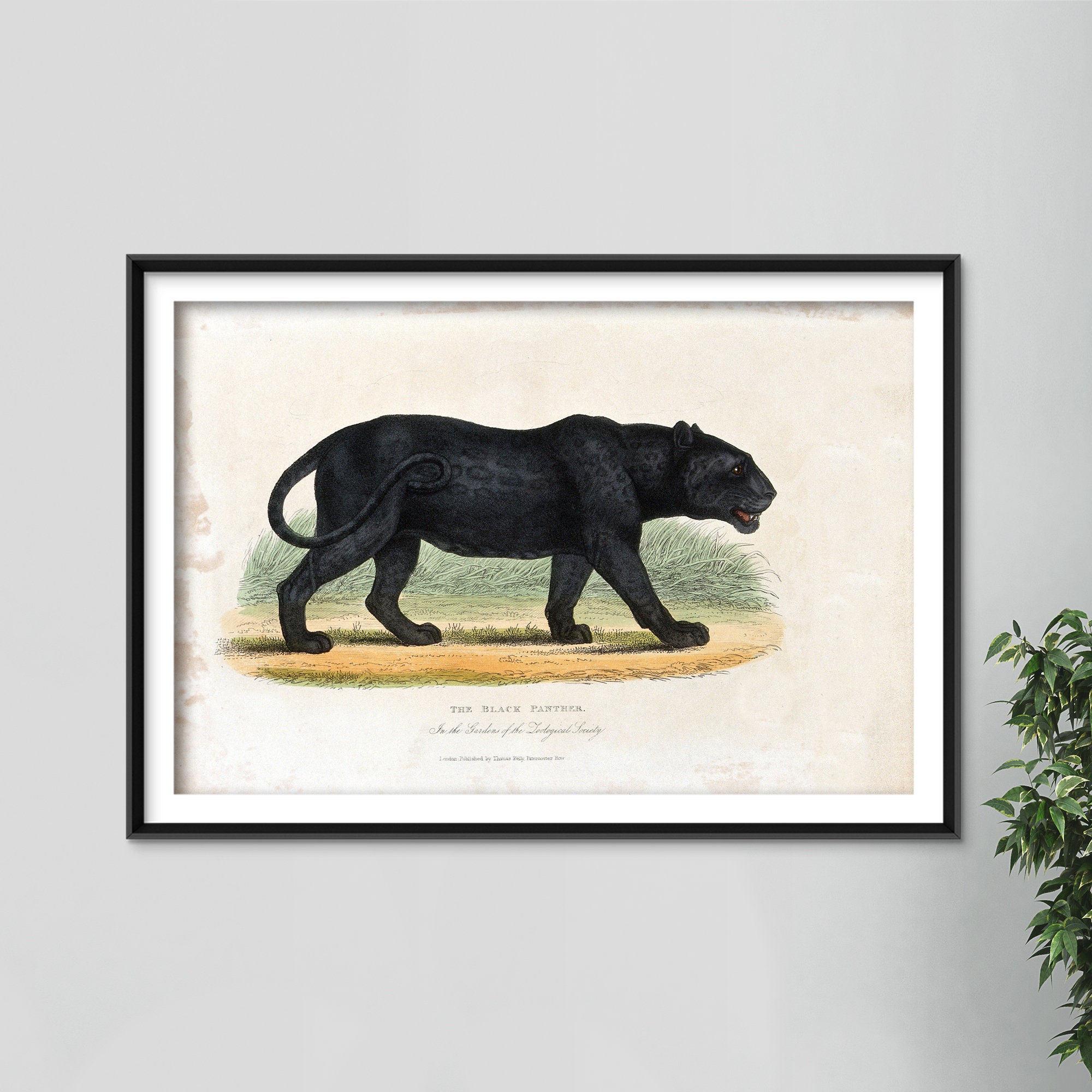 Vintage Drawing Black Panther 1860 Drawing Illustration pic image