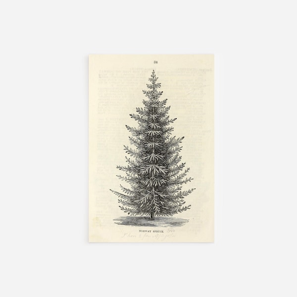 Ellwanger And Barry - Norway Spruce - Art Print Poster Painting - Museum Quality Giclee Home Wall Décor