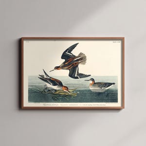 May include: A framed vintage-style print featuring three birds in a water setting. One bird is in flight, while two others are positioned on or near the water surface. The print includes the text Phalaropus phalaropus and other scientific labels.