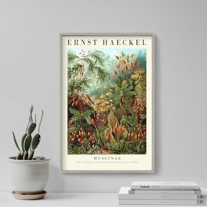 Ernst Haeckel Gallery Poster - Muscinae - Plate 72 - Art Forms in Nature (1904) - Painting Photo Print Gift Wall Home Décor Botanical