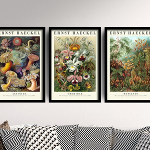 Set of Three Vintage Ernst Haeckel Botanical Prints - 3 Classic Paintings - Photo Poster Wall Art Gift Giclée Museum Quality Flowers Décor