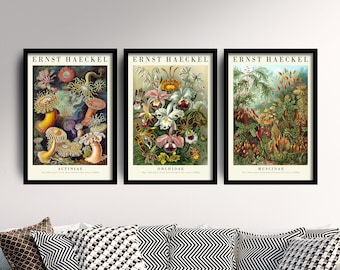 Set of Three Vintage Ernst Haeckel Botanical Prints - 3 Classic Paintings - Photo Poster Wall Art Gift Giclée Museum Quality Flowers Décor