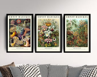 Set of Three Vintage Ernst Haeckel Botanical Prints - 3 Classic Paintings - Photo Poster Wall Art Gift Giclée Museum Quality Flowers Décor