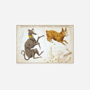 シドニー ホール - ウラニアの鏡 - 大犬座 うさぎ座 コルンバ ノアチと彫刻のケラ (1825) 絵画 写真 ポスター プリント アート ギフト 星座
