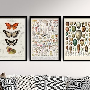Set of Three Mushroom and Butterflies Prints - 3 Adolphe Millot Paintings - Photo Poster Wall Art Gift Giclée Museum Quality Décor Eggs #V2