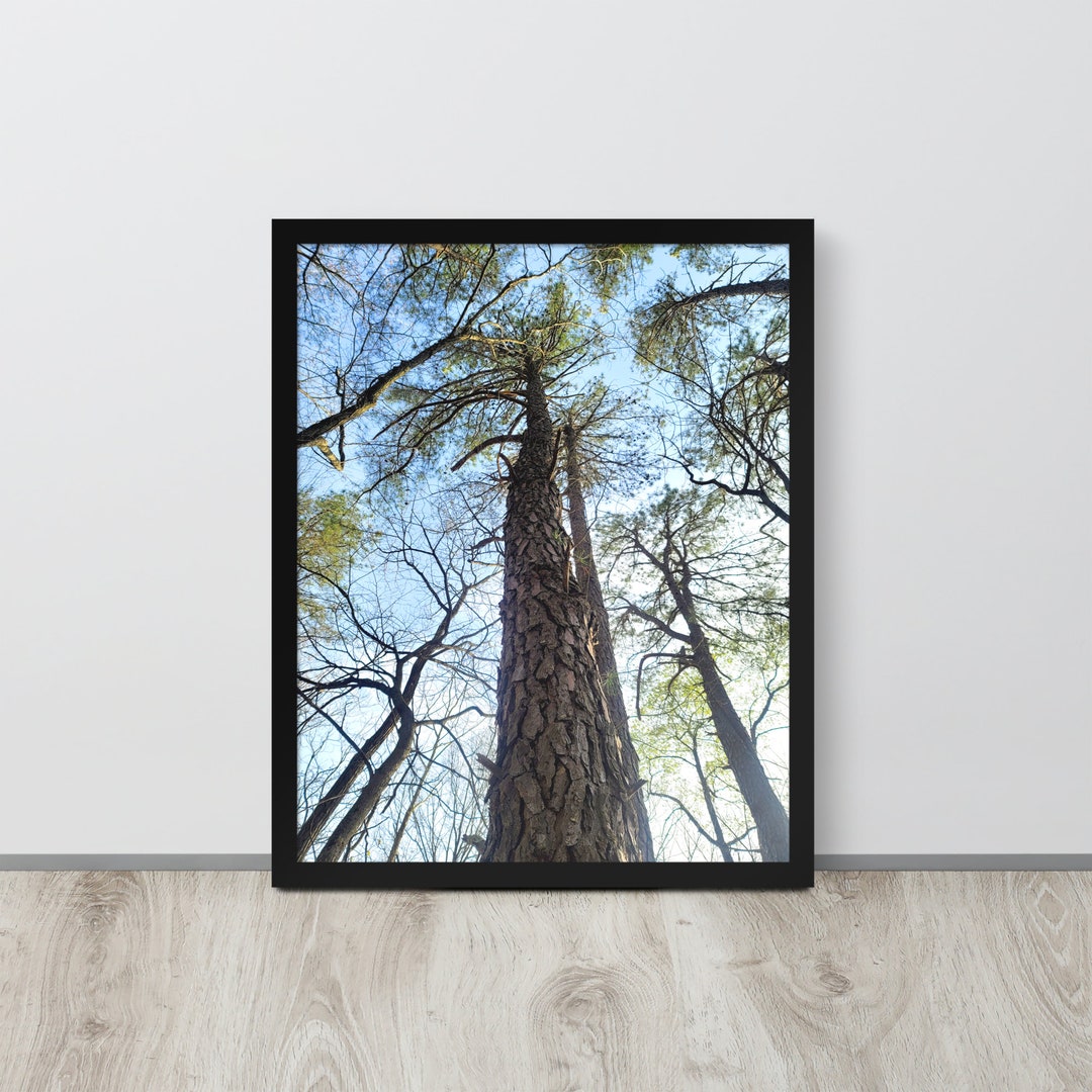 Large Tall Tree - Nature Photography Print for Home or Office - Tree ...