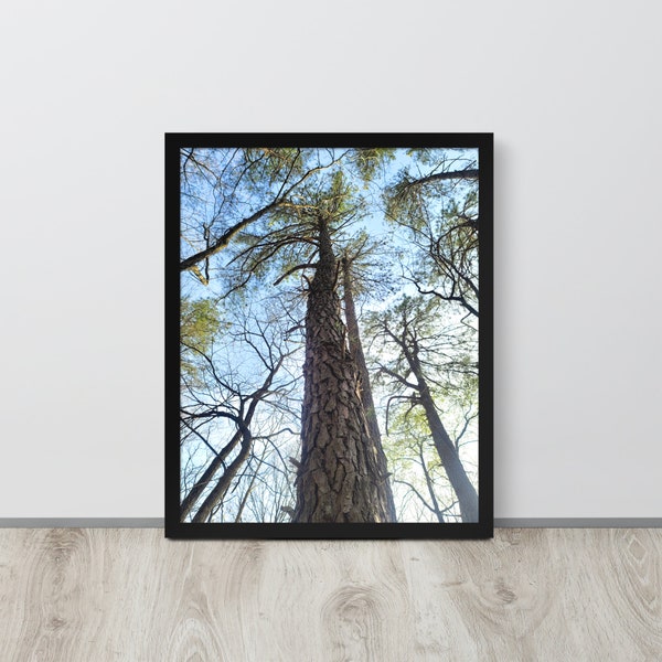 Grand arbre grand - Impression de photographie de nature pour la maison ou le bureau - Texture de l’écorce d’arbre - Forêt et bois (cadre non inclus)
