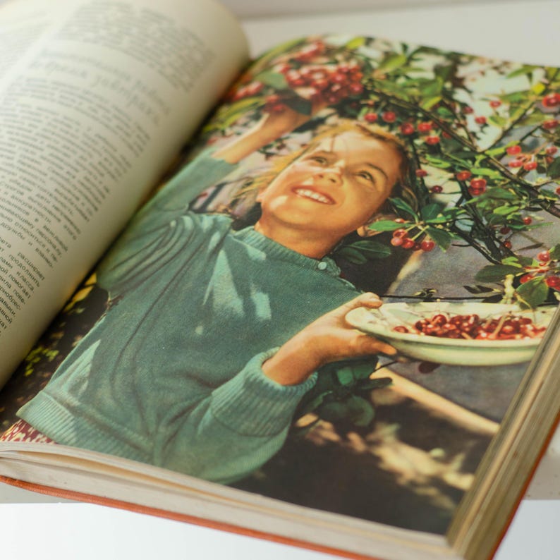 May include: A young girl in a teal sweater picks cherries from a tree and holds a white bowl filled with red cherries.
