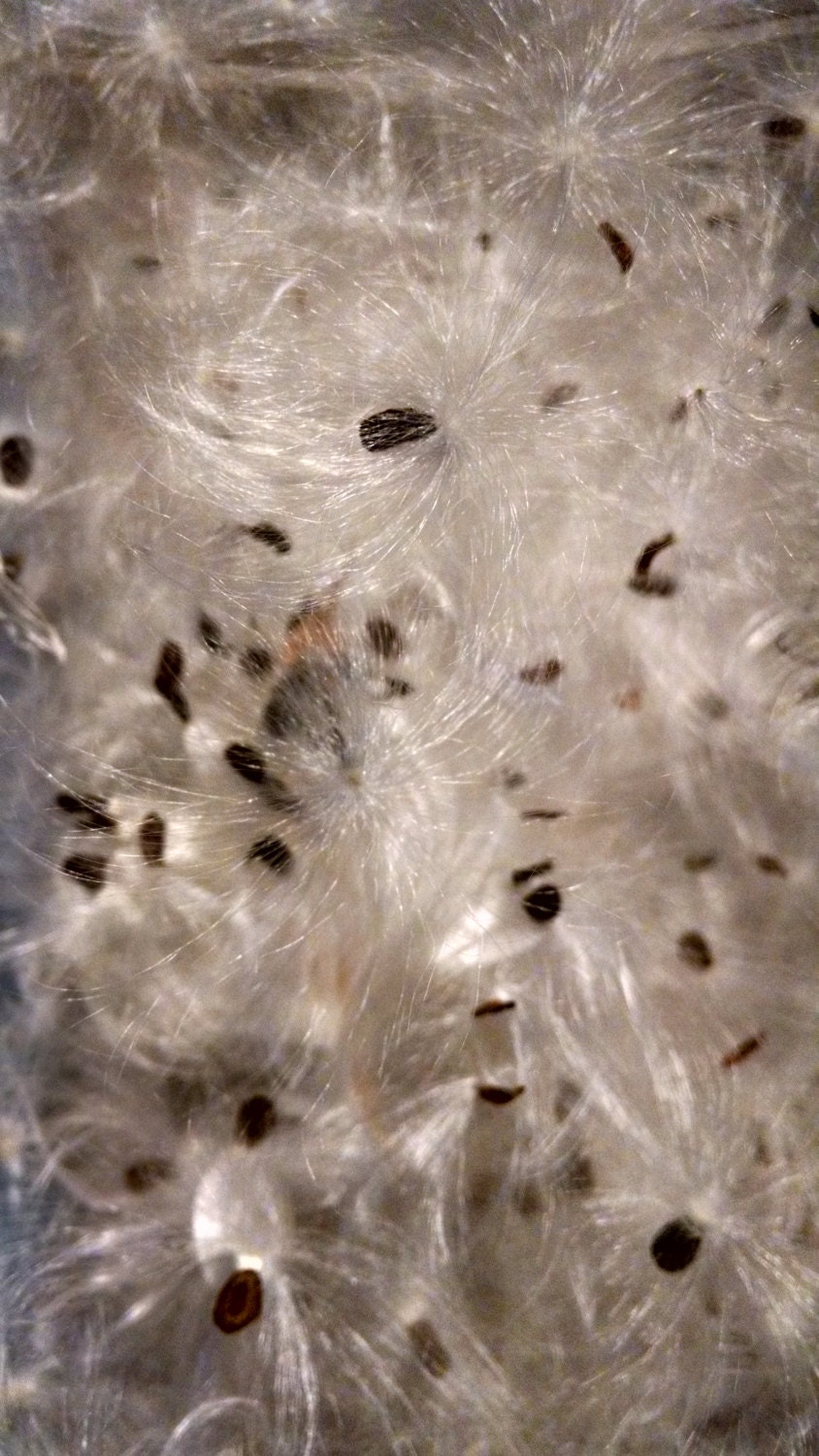 Seeds, 1 Quart Milkweed Seeds, Milkweed Fluff, Jewelry Supplys, Weddings, Flowers, Free Shipping