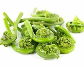 Fresh Maine Fiddleheads, 1lb   Free Shipping. This is Preorder for Early May , June Picking