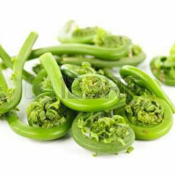 Fresh Maine Fiddleheads, 1lb   Free Shipping. This is Preorder for Early May , June Picking