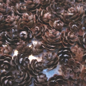 May include: A close-up shot of numerous brown pine cones, tightly packed together. The cones have a textured, layered appearance, with varying shades of brown and hints of white. The overall effect is a natural, earthy aesthetic.
