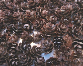 Mini Pine Cones, 400+ Hemlock Cones Wedding, Christmas, Fall Decor, Woodland, Cabin Rustic Decoration, Crafting, Free Shipping