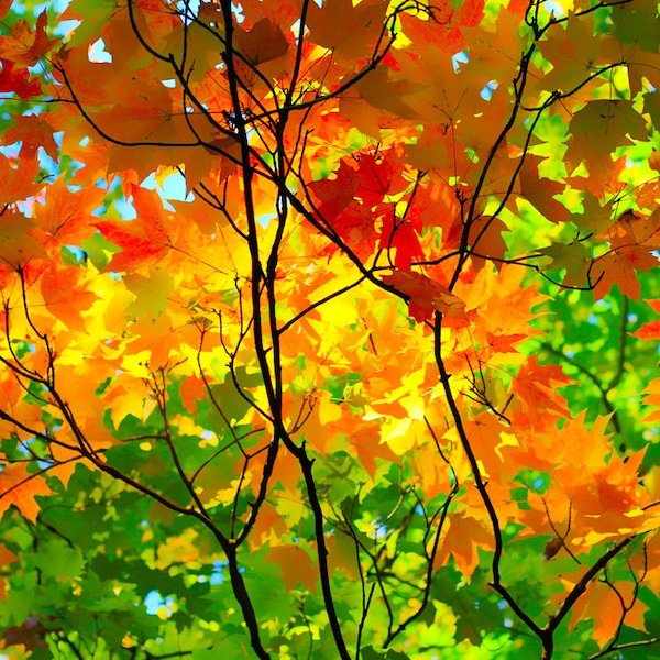 Fall Canvas Wall Art Etsy