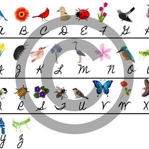 以下が含まれることがあります： さまざまな動物、花、昆虫が描かれたイラスト付きアルファベット表。各文字は、'a'のルリビタキ、'e'のテントウムシ、'r'の蝶など、対応する画像とペアになっています。文字は筆記体で書かれています。