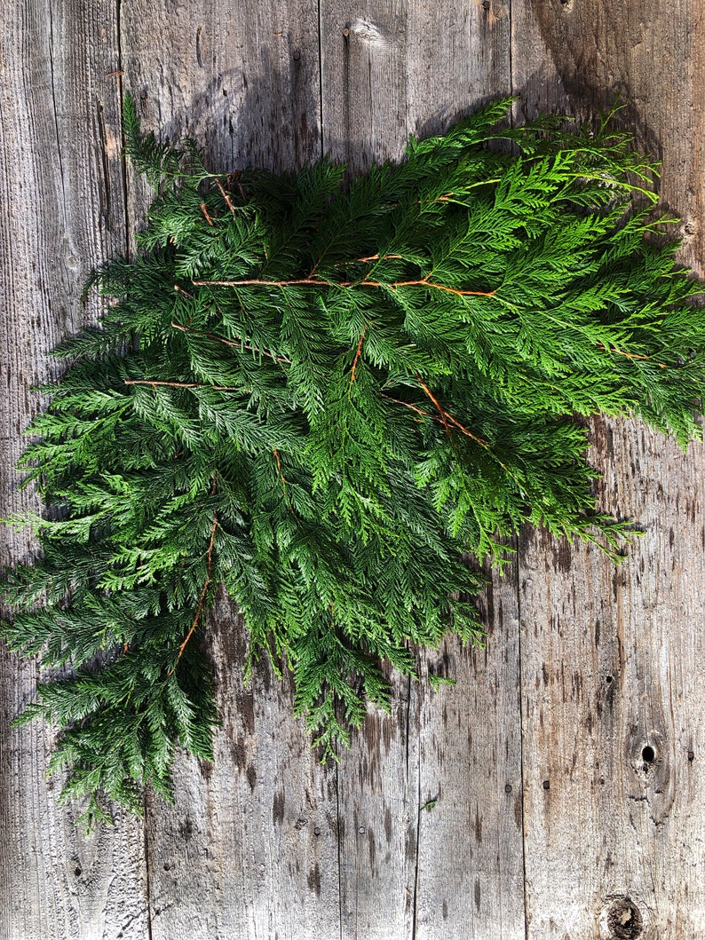 Fresh Cedar Garland DIY Kit Etsy