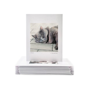 10er-Set The Cat Collection (süß, skurril, Grußkarten von Aquarellkunst)