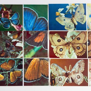 Cartoline botaniche, set di stampe artistiche di farfalle, effimere sovietiche, carte di insetti
