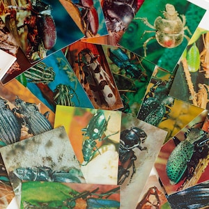 25x Botanical insect postcard set Beetles art print set Soviet ephemera insect cards