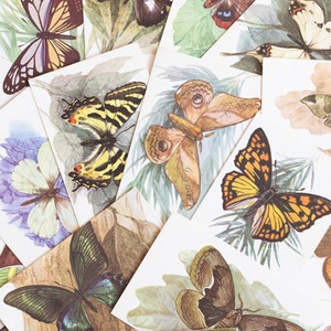 Cartoline botaniche, set di stampe artistiche di farfalle, effimere sovietiche, carte di insetti