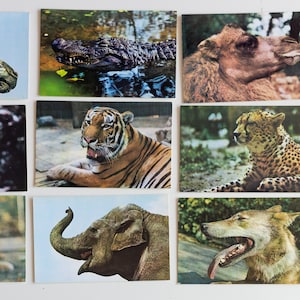 Lot de 18 cartes postales vintage ZOO d'animaux sauvages, photos éphémères de photos de nature vintage