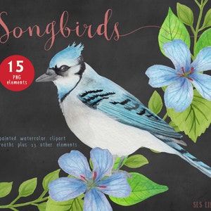 Song Bird Watercolor Clipart, Bird Graphics PNG, Bluejay and Cardinal Clipart