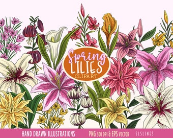 Lily Clipart, Flower Graphics, Spring Lilies PNG, Spring Garden Digitals, Commercial Use PNG & Vector, Floral Illustrations