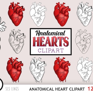 Clipart coeur anatomique, coeurs sombres de la Saint-Valentin PNG, fichiers PNG de coeur sanglant, anatomie Lineart