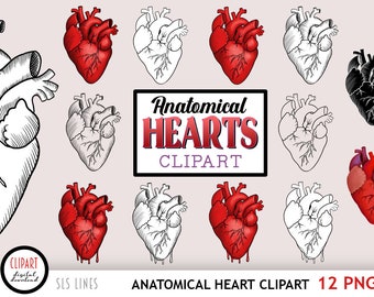 Anatomical Heart Clipart,  Dark Valentine Hearts PNG Files, Bloody Heart PNG, Anatomy Lineart