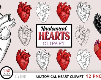 Anatomische hart clipart, Dark Valentine Hearts png-bestanden, Bloody Heart png, anatomie lineart