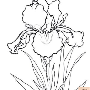 May include: Black and white line art illustration of an iris flower. The flower has large, ruffled petals and is surrounded by long, slender leaves. The image is a detailed botanical drawing.