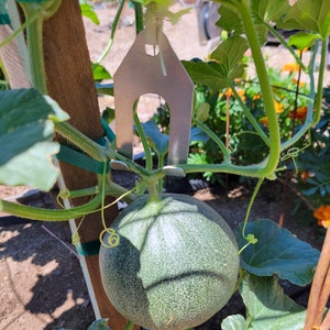 Aluminum Melon Vine Support Hanger: Vertical Growing, USA Made
