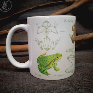 May include: White ceramic mug featuring detailed illustrations of frogs and their skeletal structures. The design includes a green frog with yellow accents, and scientific text. The mug has a large, curved handle.