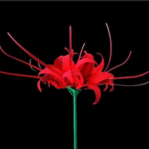 Paper Origami spider lily - Lycoris radiat