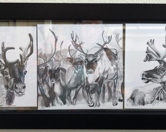 Reindeer Art Graphite Drawings