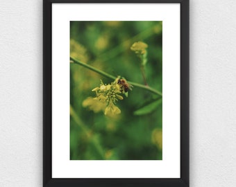 Professionally Framed 8x10 Photography Print, framed to 11x14 - Spring Time Honey Bee 2 - Framed Fine Art Photography Wall Decor