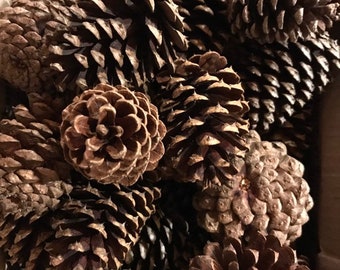 Fall and Christmas Crafts Apipi 200pcs Thanksgiving Rustic Mini Brown Pine Cones in Bulk Christmas Natural Pine Cones Ornaments for Home Decoration 