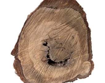 Large Wood Knot Halloween Pumpkin Face Craft Supply Woodworking Artisan Raw Material