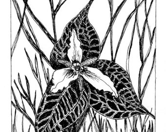 Trillium