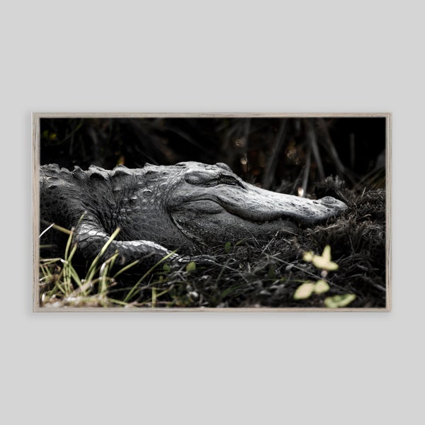 Samsung Frame TV Art | Digitaler Download | Alligator | Drache | Savannah National Wildlife Zuflucht | NWR | Landschaft | Fotografie