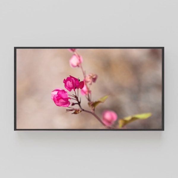 Samsung Frame TV Art | Frame TV Art | Digital Download | Mexican Desert Flower | Sea of Cortez | Landscape | Photography