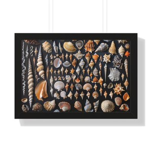 May include: A framed print featuring a collection of various seashells. The shells are in shades of white, tan, orange, and brown, arranged against a dark background. The black frame adds a clean, finished look to the artwork.