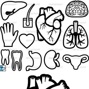 Peut inclure: Illustrations en noir et blanc de différents organes humains, notamment le cœur, le cerveau, les poumons, le foie, les reins, l'estomac, l'utérus, les dents et la main. Le cœur est répété deux fois, une fois en simple contour et une fois avec des détails internes.