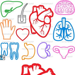 Peut inclure: Un ensemble d'illustrations de contours colorés d'organes humains, comprenant le cœur, le cerveau, les poumons, le foie, l'estomac, les reins, l'utérus, les dents et la main. Le cœur est représenté deux fois, une fois en simple contour et une fois avec des détails internes.