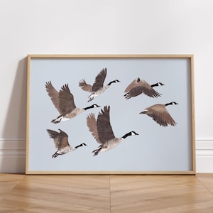 May include: A framed print featuring a flock of Canada geese in flight. The geese have brown and gray feathers, black heads and necks, and white cheek patches. The background is a light blue, and the frame is a light wood color.